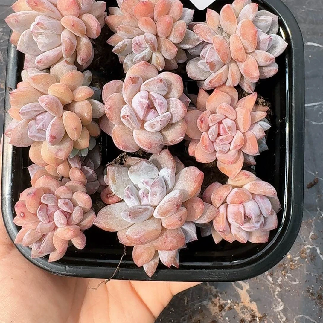 杂交新品珍妮多肉104