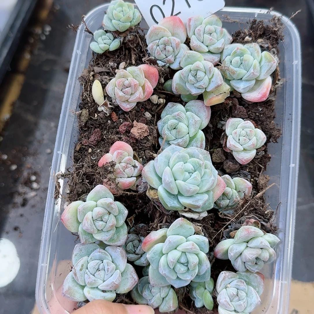 杂交新品珍妮多肉216