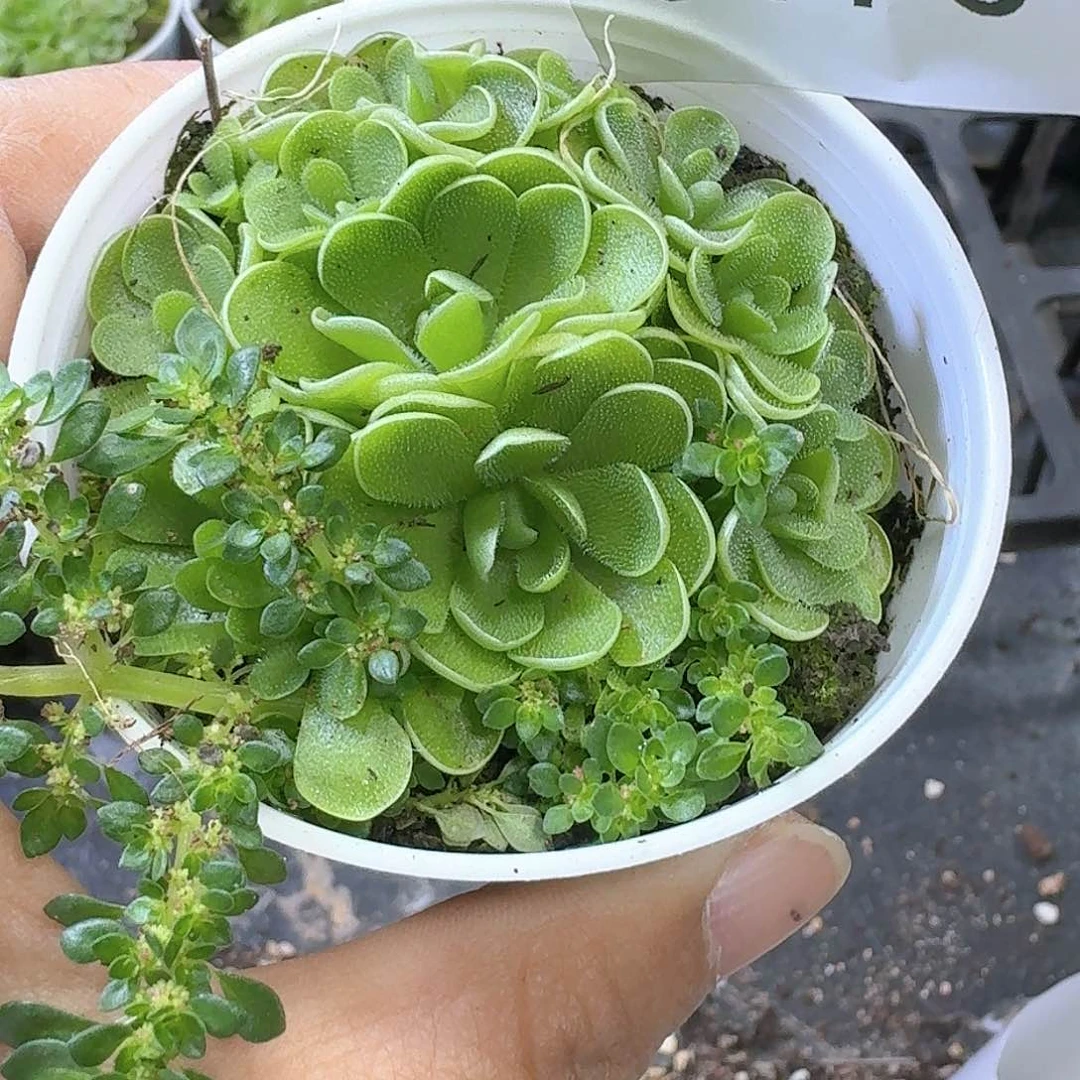 杂交新品珍妮多肉170