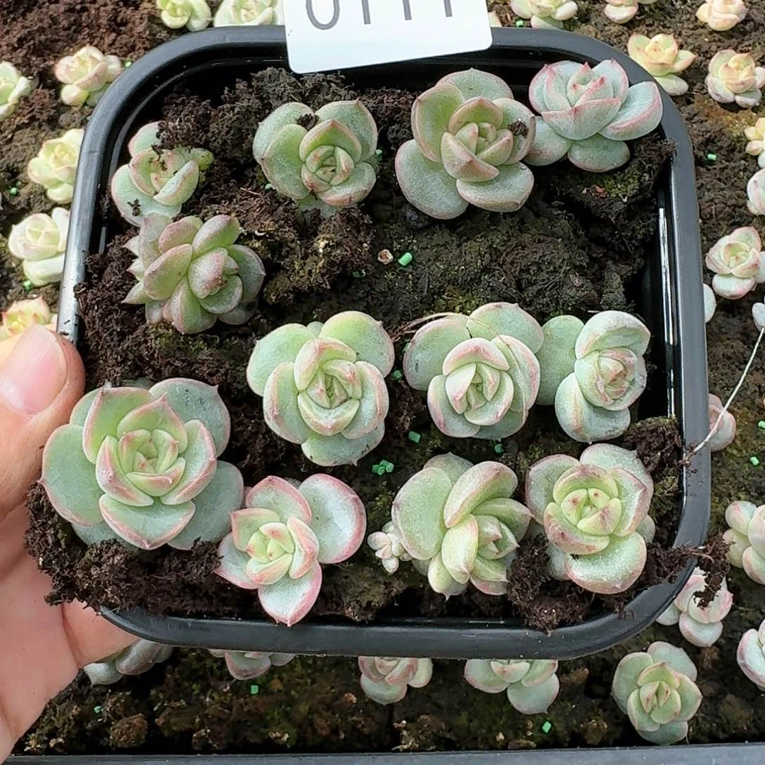 新品杂交珍妮多肉111