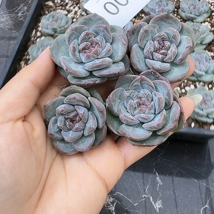 杂交新品珍妮多肉51