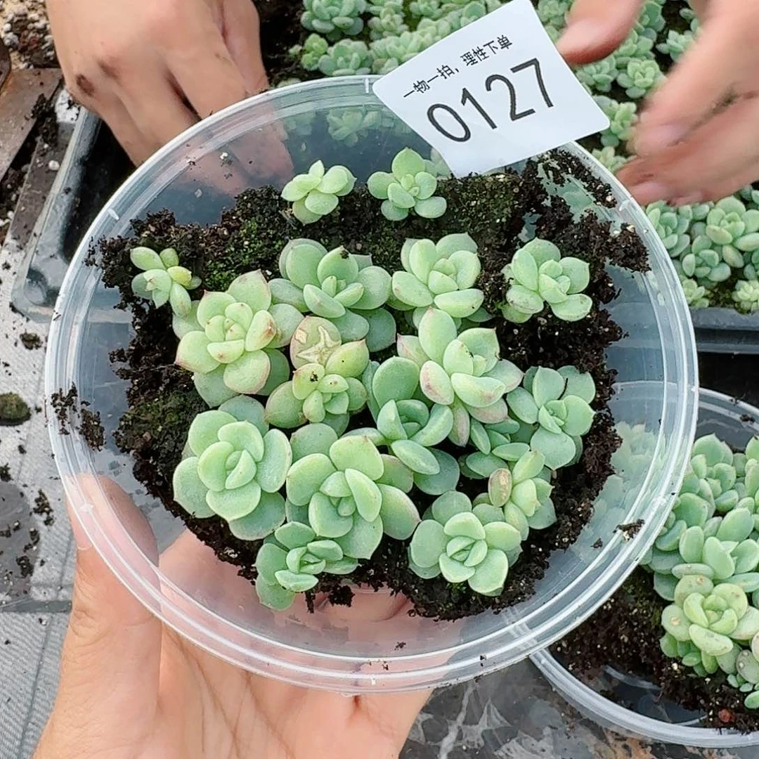 杂交新品珍妮多肉127