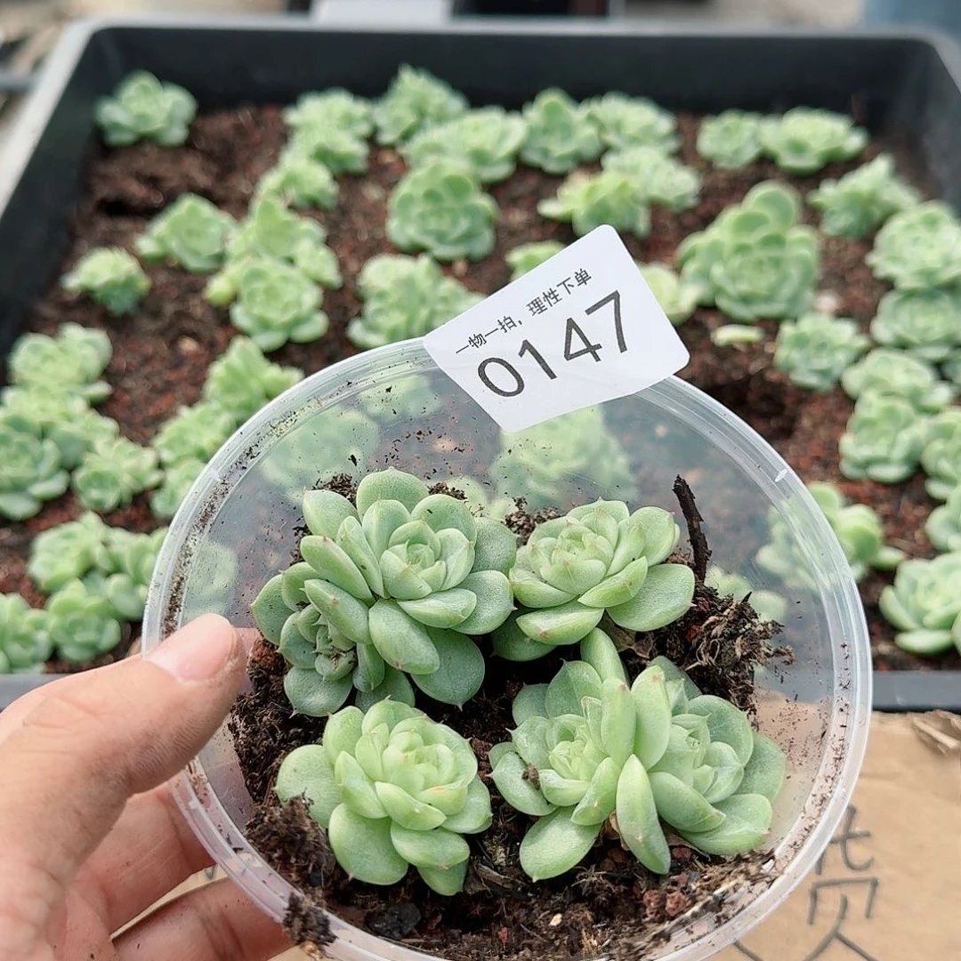 ?**喂新品珍妮切糕多肉147