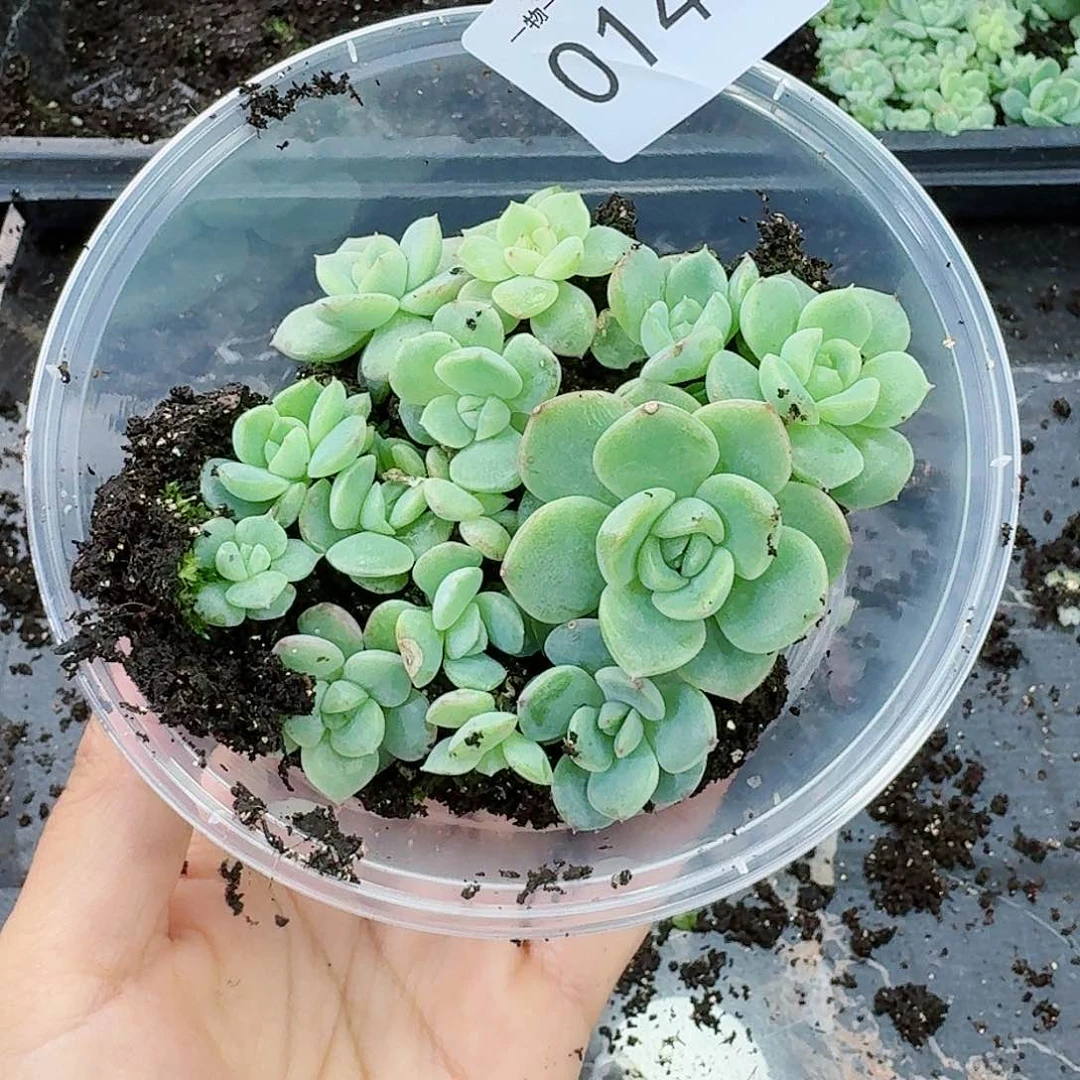 杂交新品珍妮多肉149