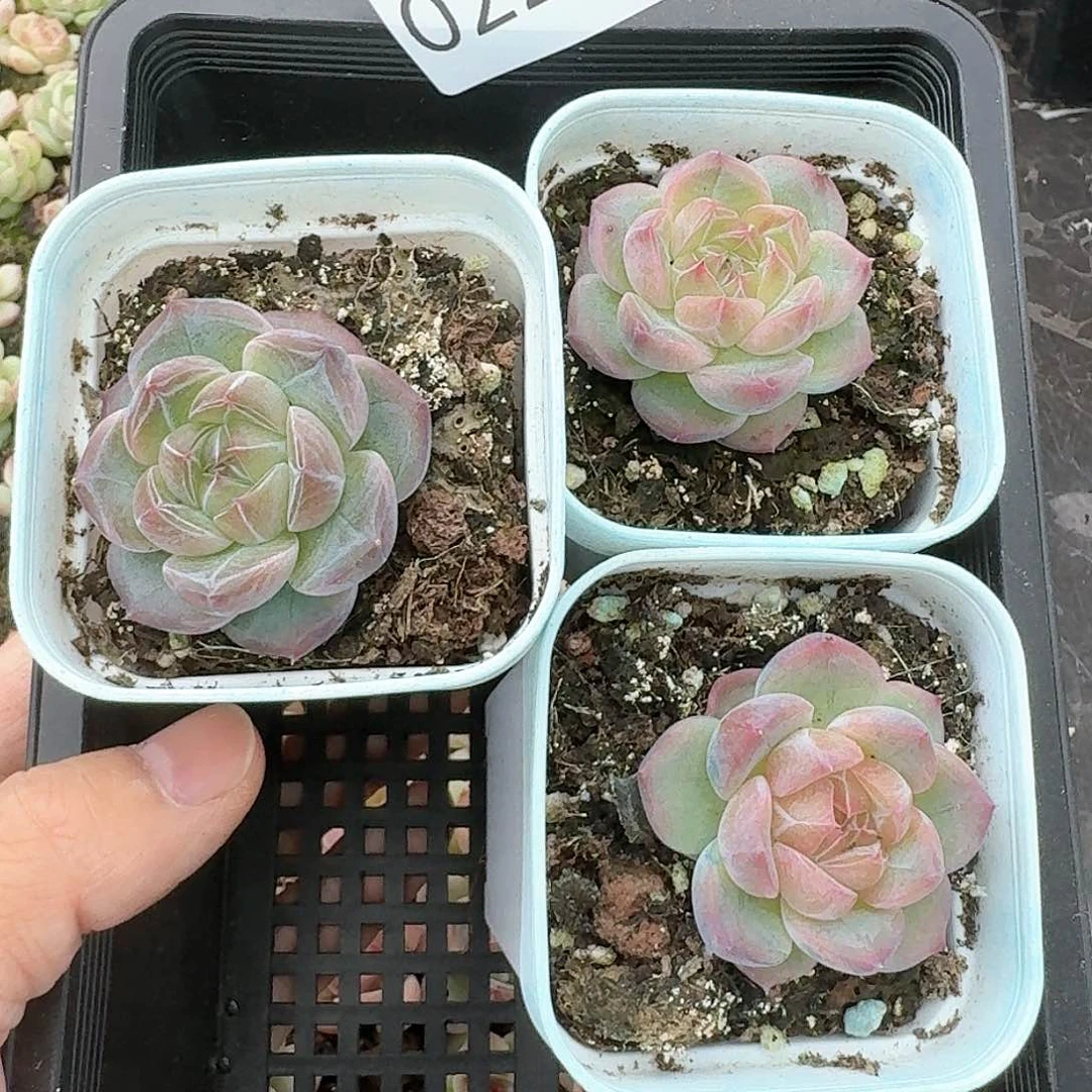 新品珍妮杂交多肉228