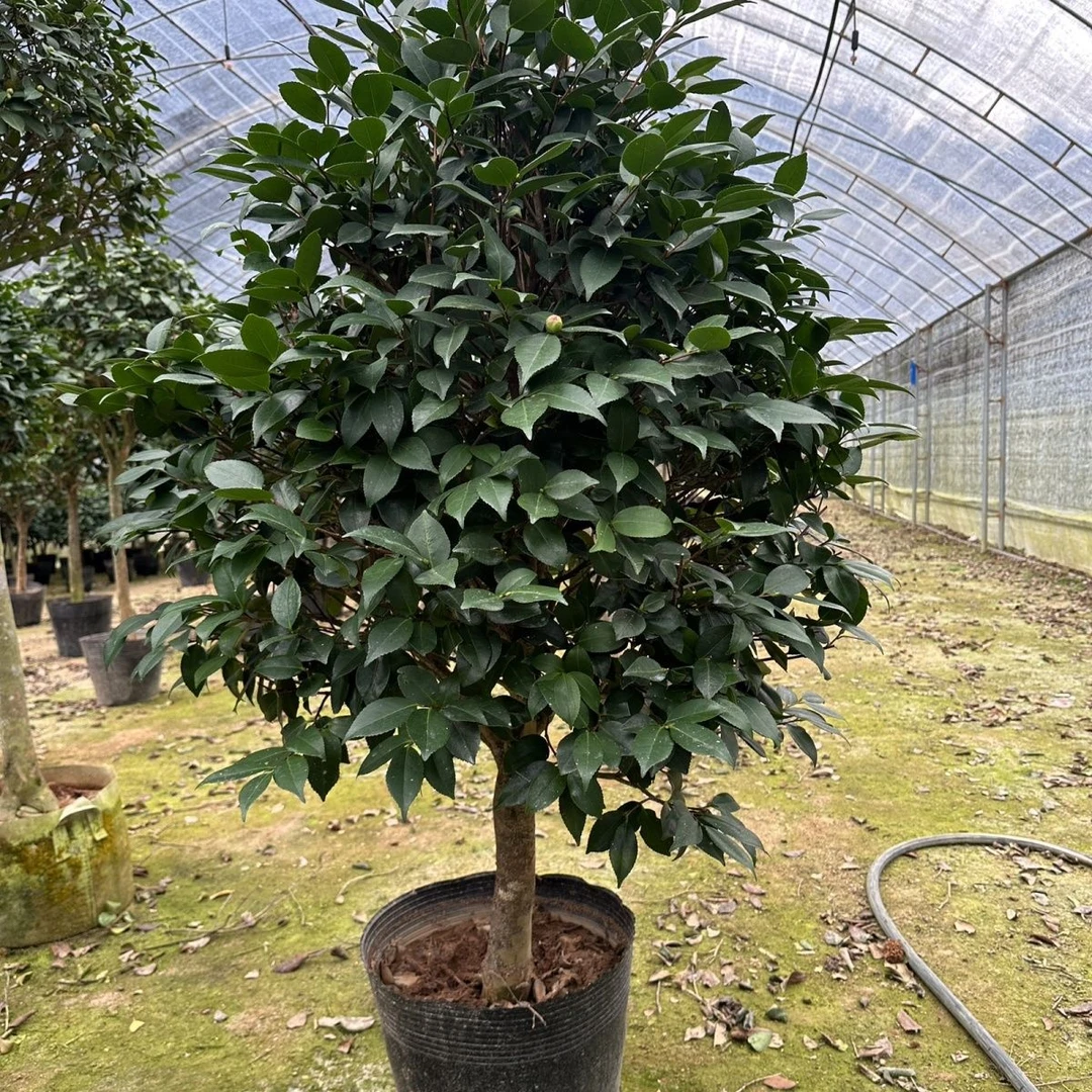 茶花树香妃茶花树老桩