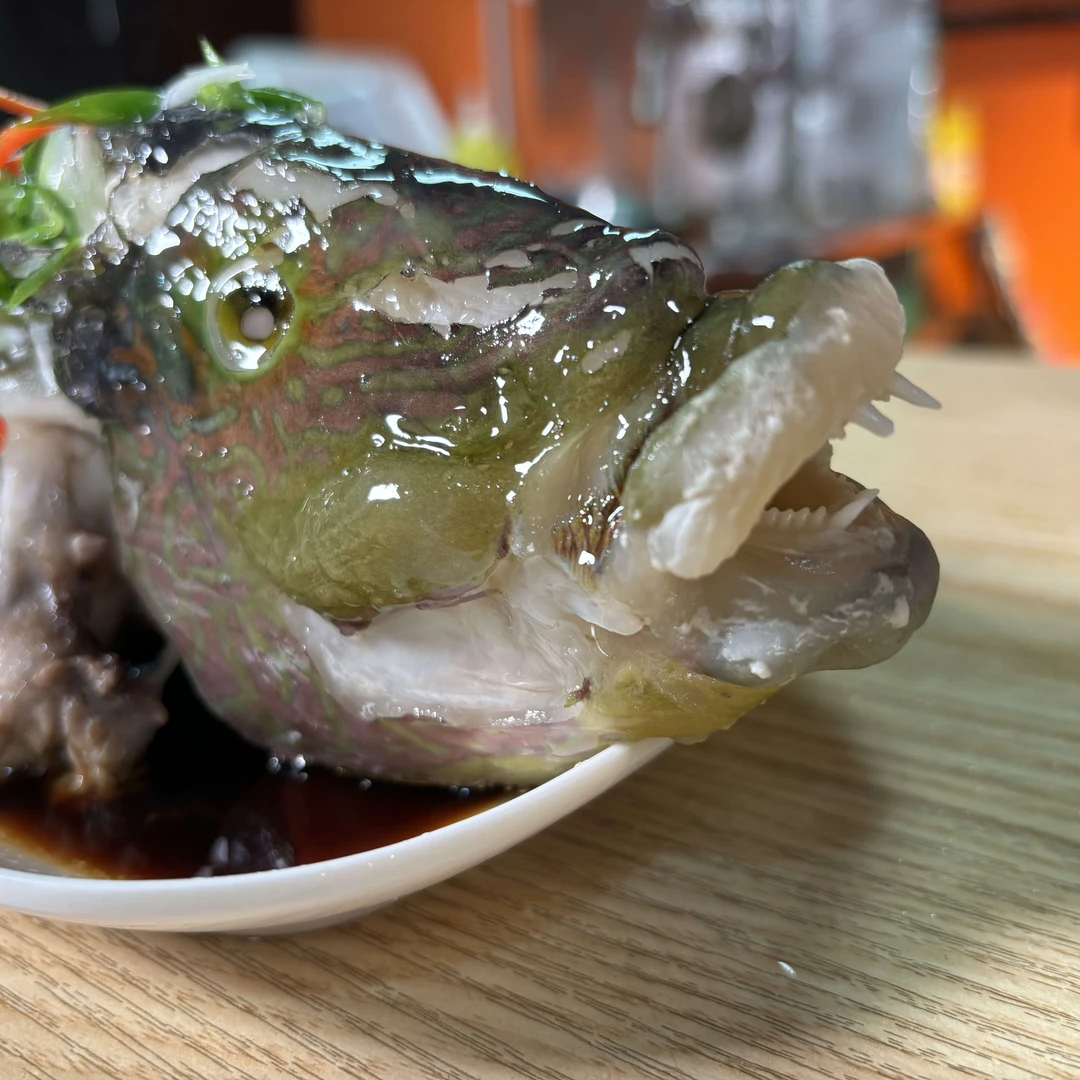 【厚唇苏眉】黑鳍厚唇鱼  顺丰发货