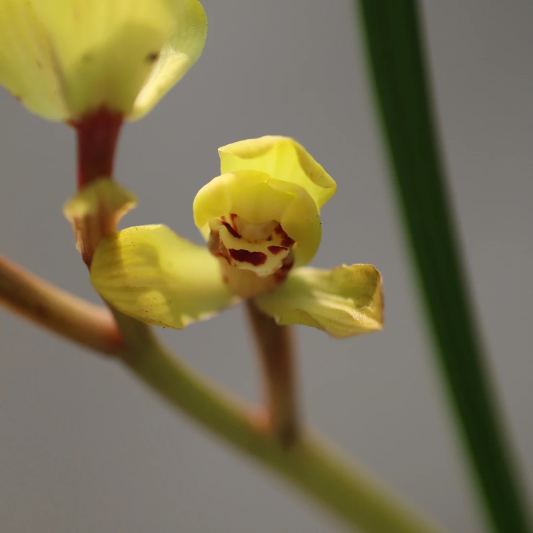 蕙兰皇妃兰花邱邱唐