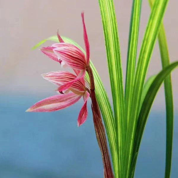 春剑龙女兰花邱邱唐