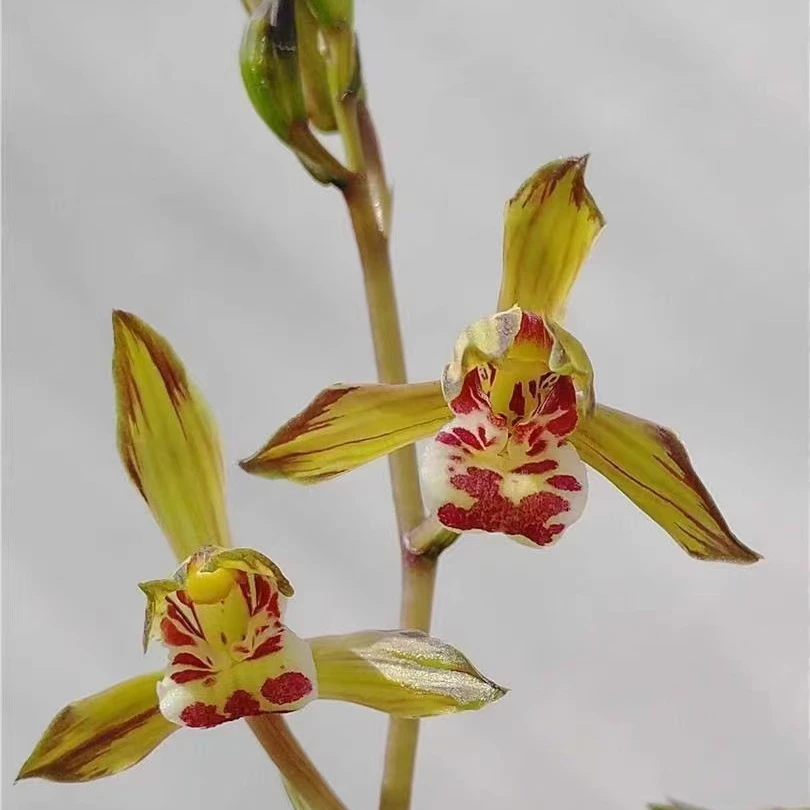 墨兰金龙如意兰花邱邱唐