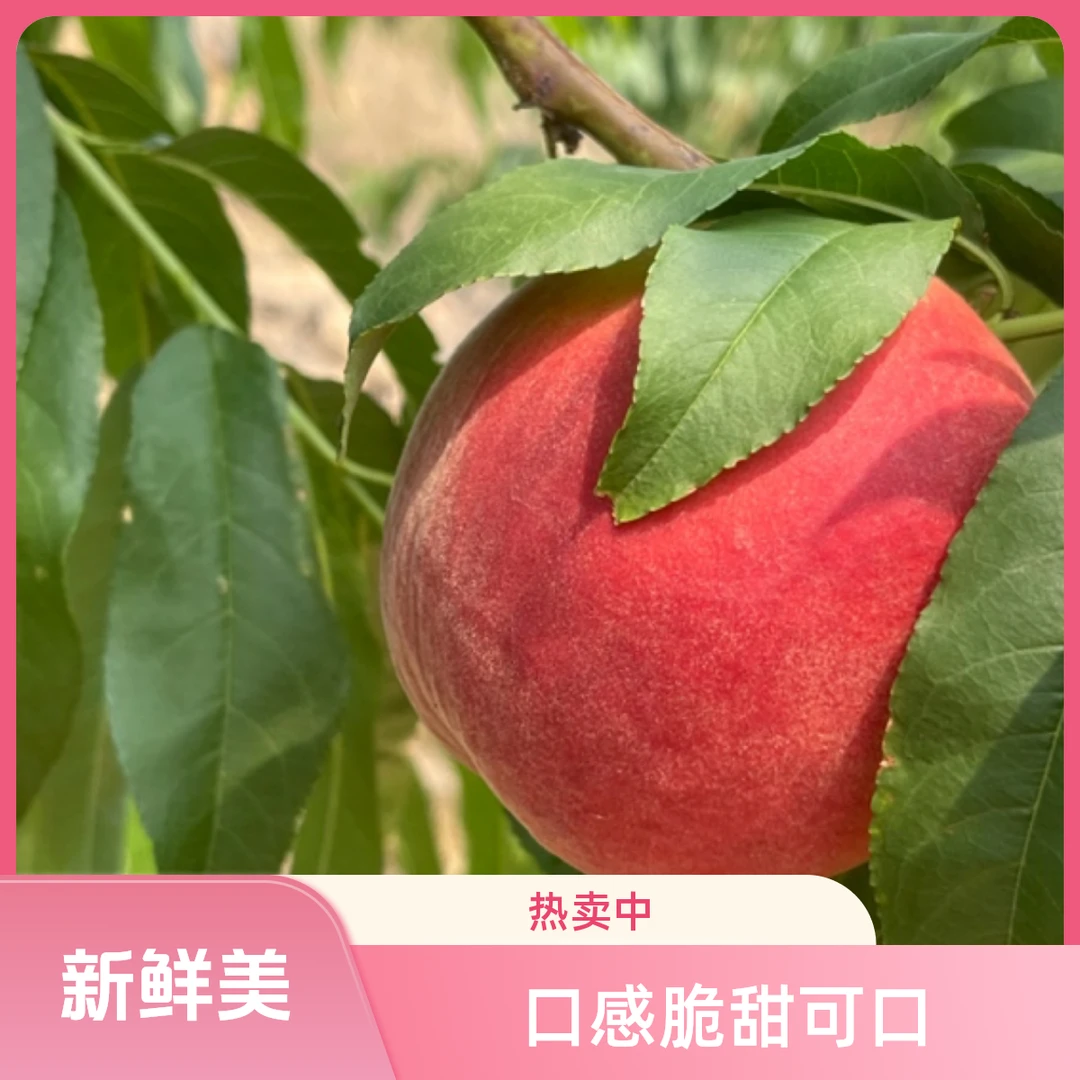 新鲜采摘水蜜桃硬吃脆爽软吃多汁露天种植口感佳