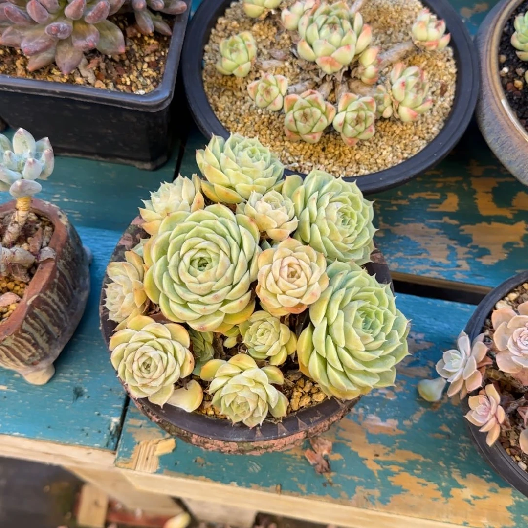 恭喜发财 万事如意