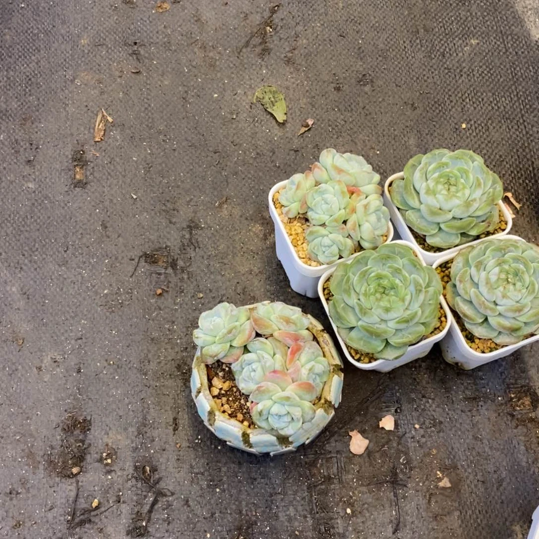 恭喜发财 万事如意