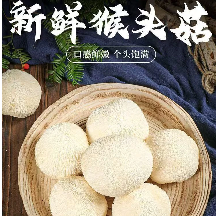 顺丰包邮--古田新鲜猴头菇现采现发特产煲汤菌菇营养食材暖胃正宗