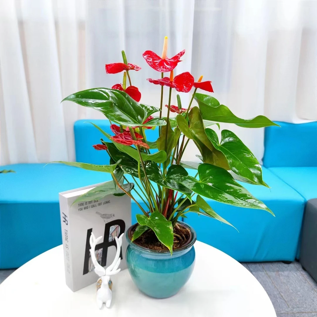 【多多花卉】红掌室内花卉植物寓意一帆风顺美观绿植+蓝色陶罐盆