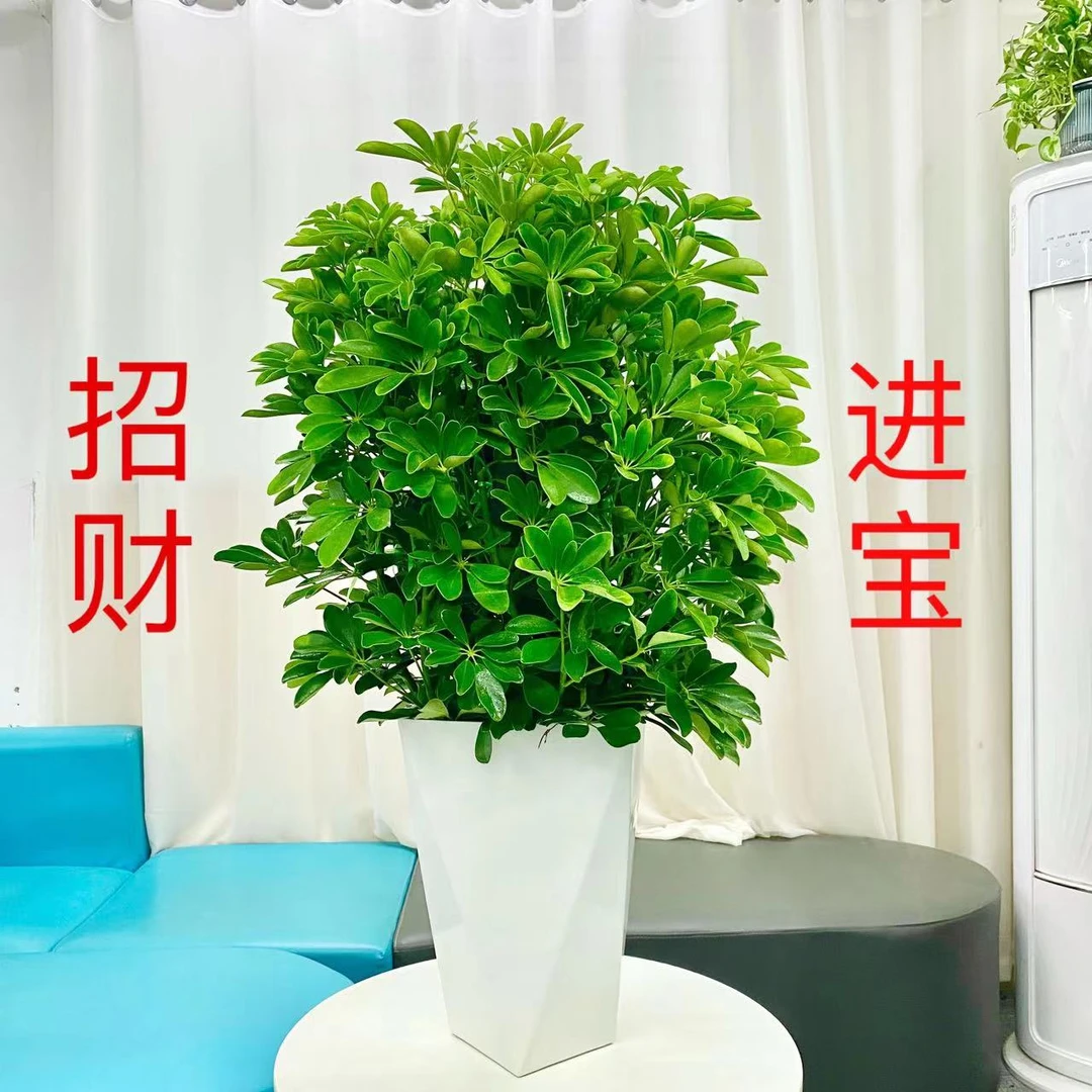 【刘叔绿植】鸭脚木室内外自然鲜活绿植盆栽除甲醛（原盆破损不售后）