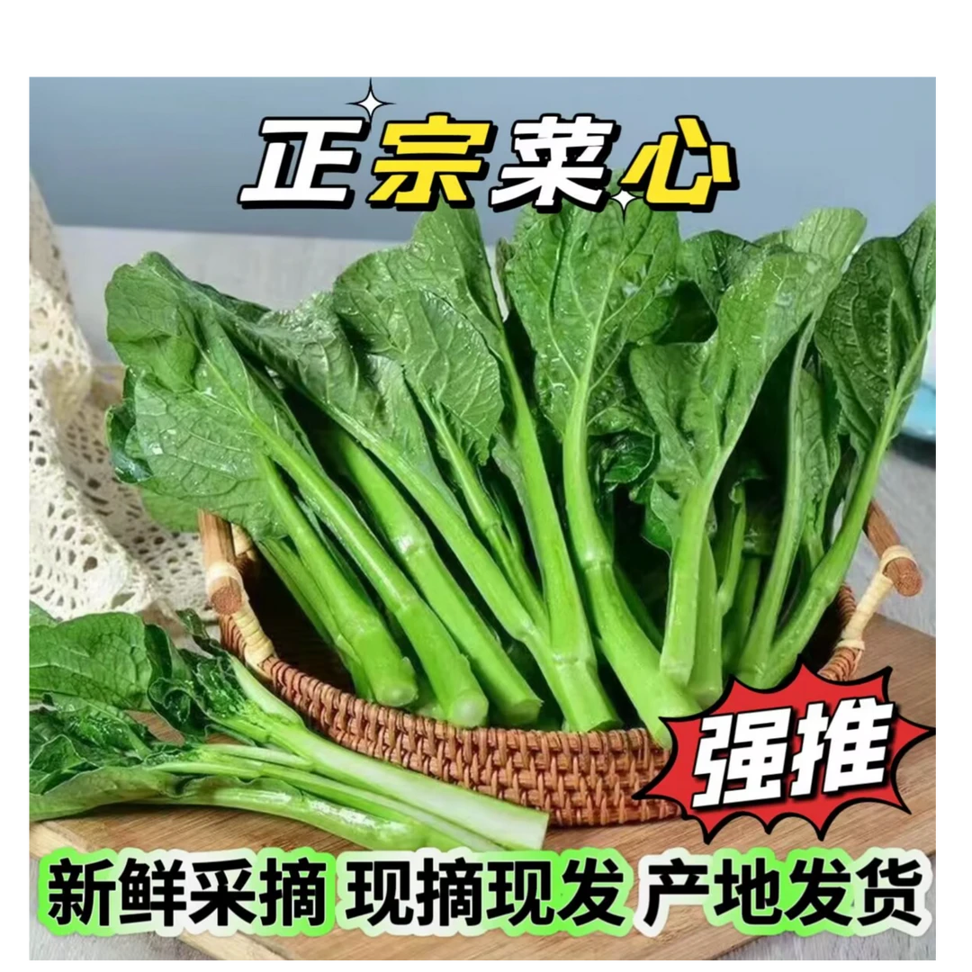 现摘现发广东菜心绿叶菜苔农家时令蔬菜