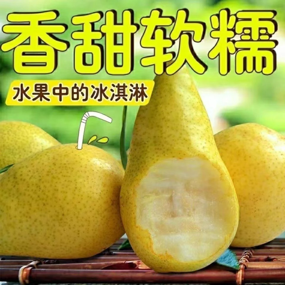 甘肃天水香蕉梨太婆梨洋梨新鲜梨整箱包邮软糯香甜当季新鲜水果