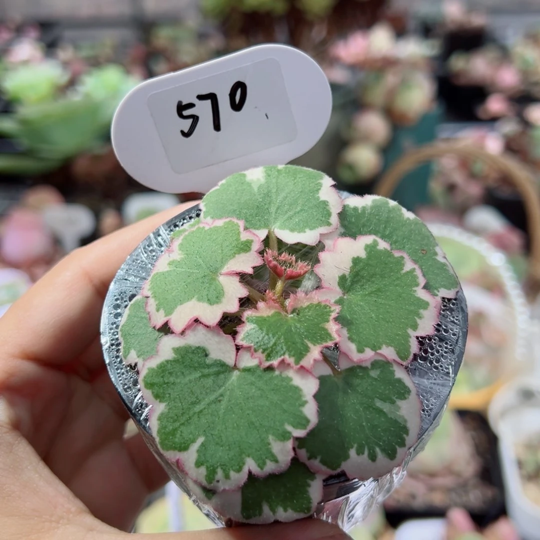 570御所车虎耳草。