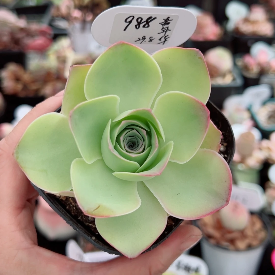 988嘉年华生长期