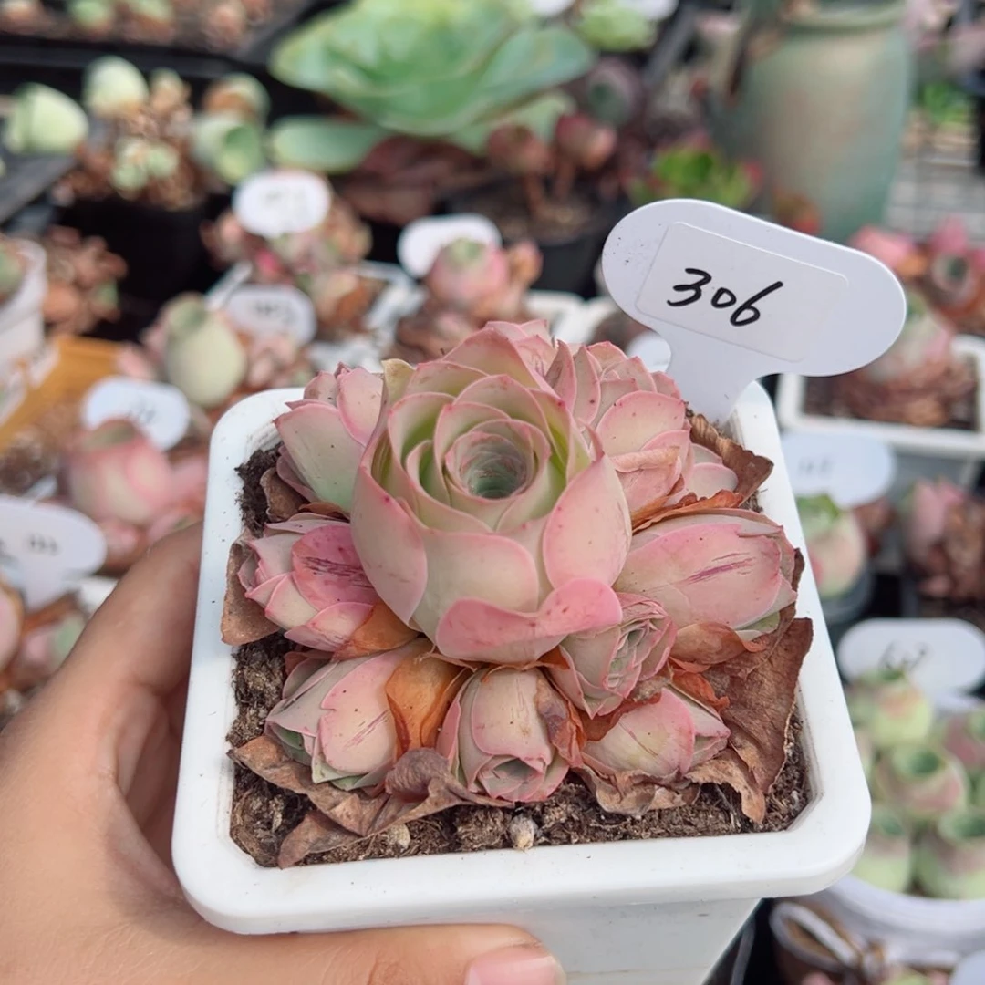 306桃帕手捧花。