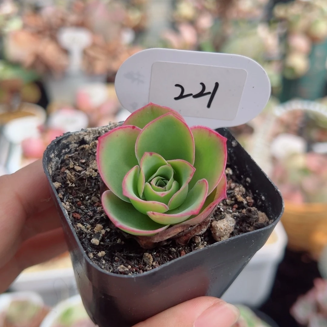 221烟花单棵（冬季有色）