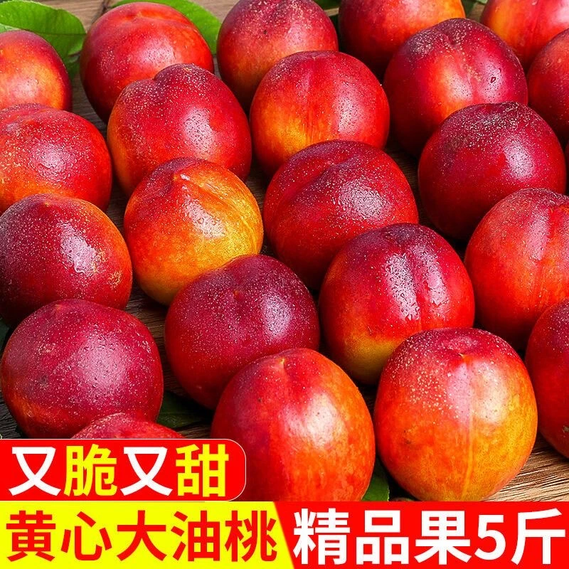 [脆甜]山西运城新鲜桃子原产地直发5斤装新鲜脆甜现摘现发