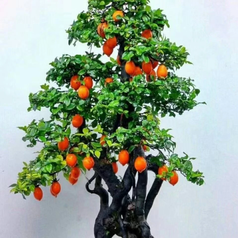 艺术品种嫁接金弹子盆景直播间一物一拍付款处（不支持私拍