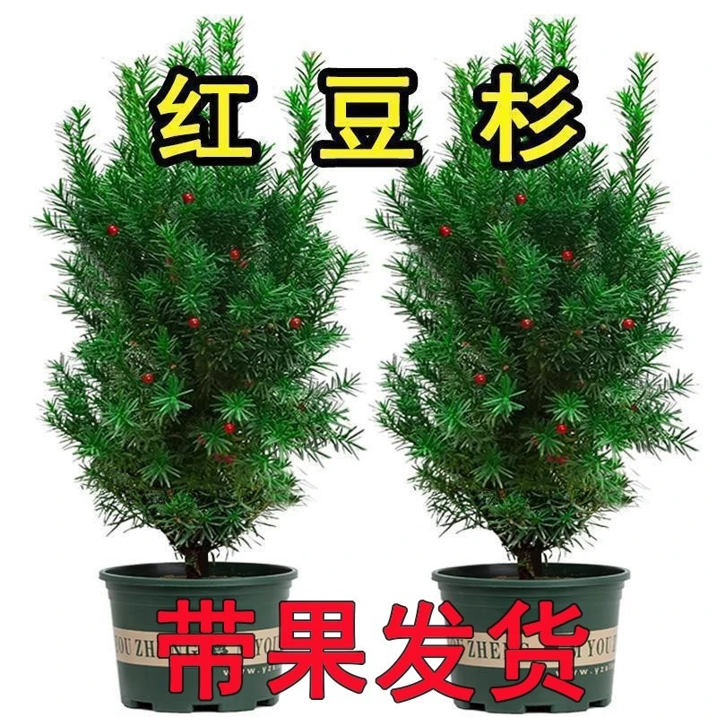 正宗红豆杉大树苗带果曼地亚盆栽室内外庭院南北方耐寒绿植物好养
