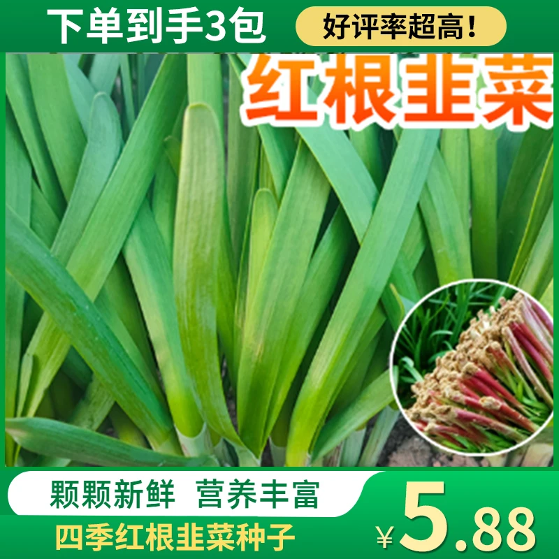 【5.88元发3包】农家独根红韭菜种子阳台庭院盆栽四季种植