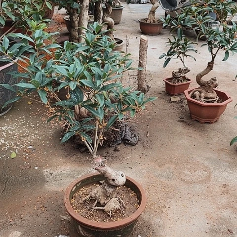 福**长桂花盆景，146