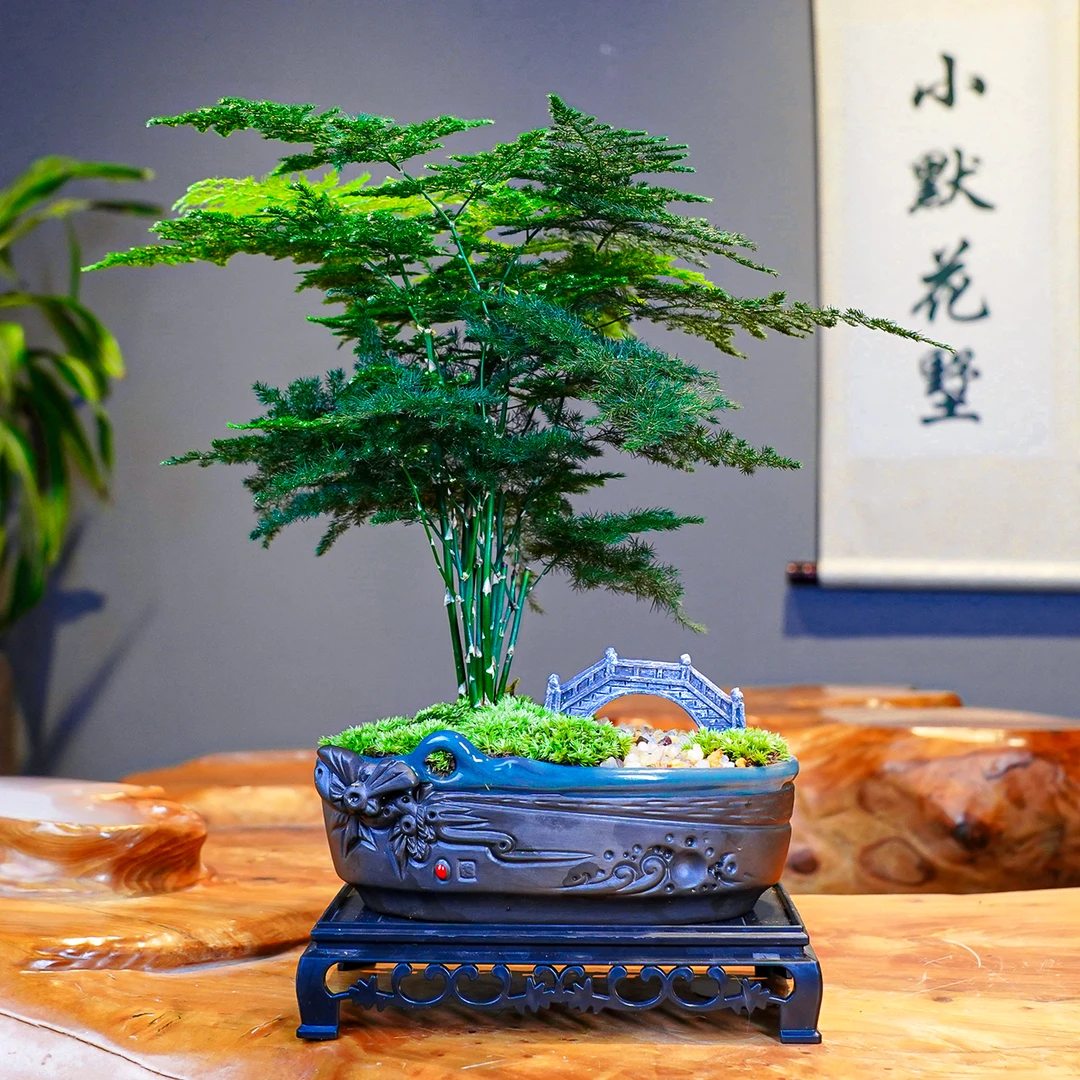 【造景文竹】盆栽室内客厅桌面绿植摆件四季常青办公室绿植茶桌盆景