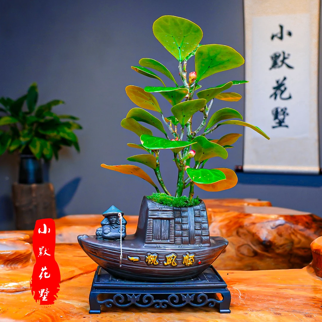 小默花墅【小盼菩提】一叶一菩提客厅桌面室内盆景四季常青微盆景