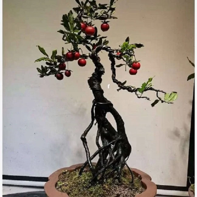 金弹子盆景四季常青绿植瓶兰花价格下单链接