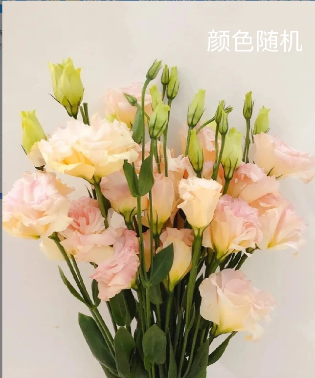 洋桔梗