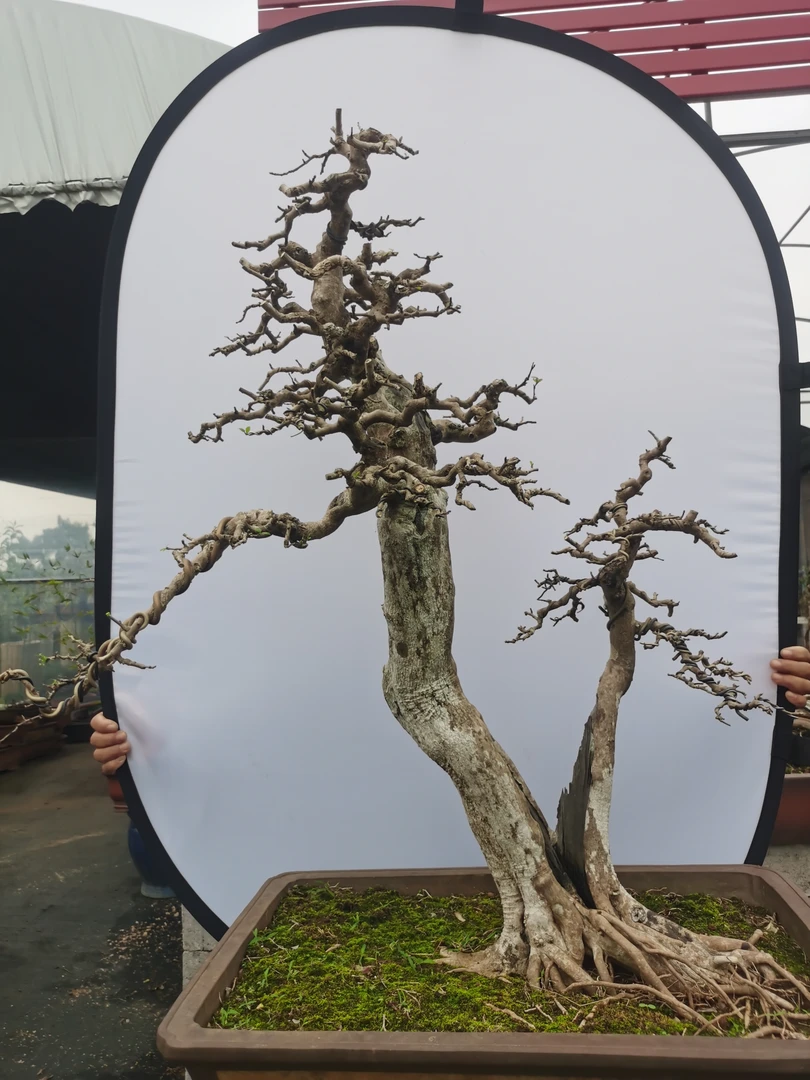 海南博兰盆景，精品博兰，年功老货，岭南技法