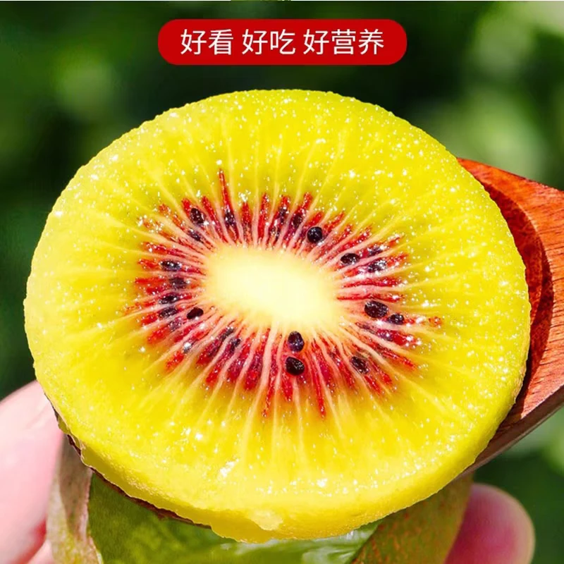 贵州六盘水精品红心猕猴桃新鲜水果果园现摘现发孕妇水果奇异果