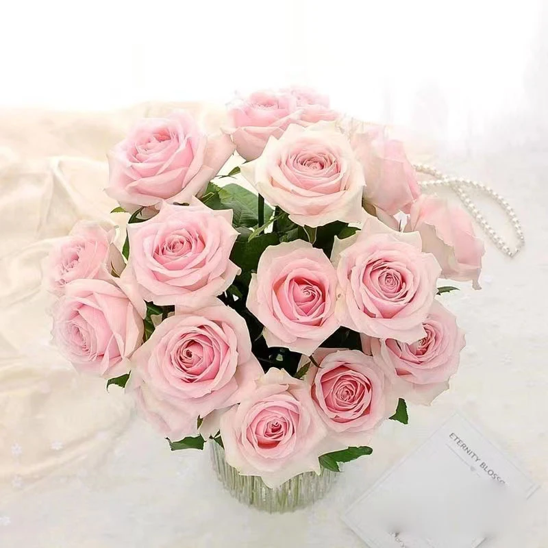 【粉红雪山10支无土栽培-----单头玫瑰】（全店2单升级顺丰包邮）