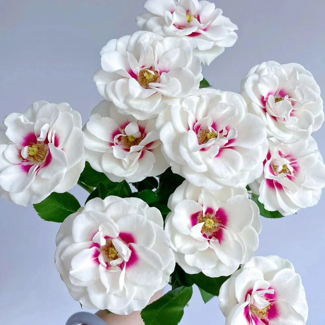 桥边之约玫瑰--生花苞小花苞发货养开如图会开大会变色