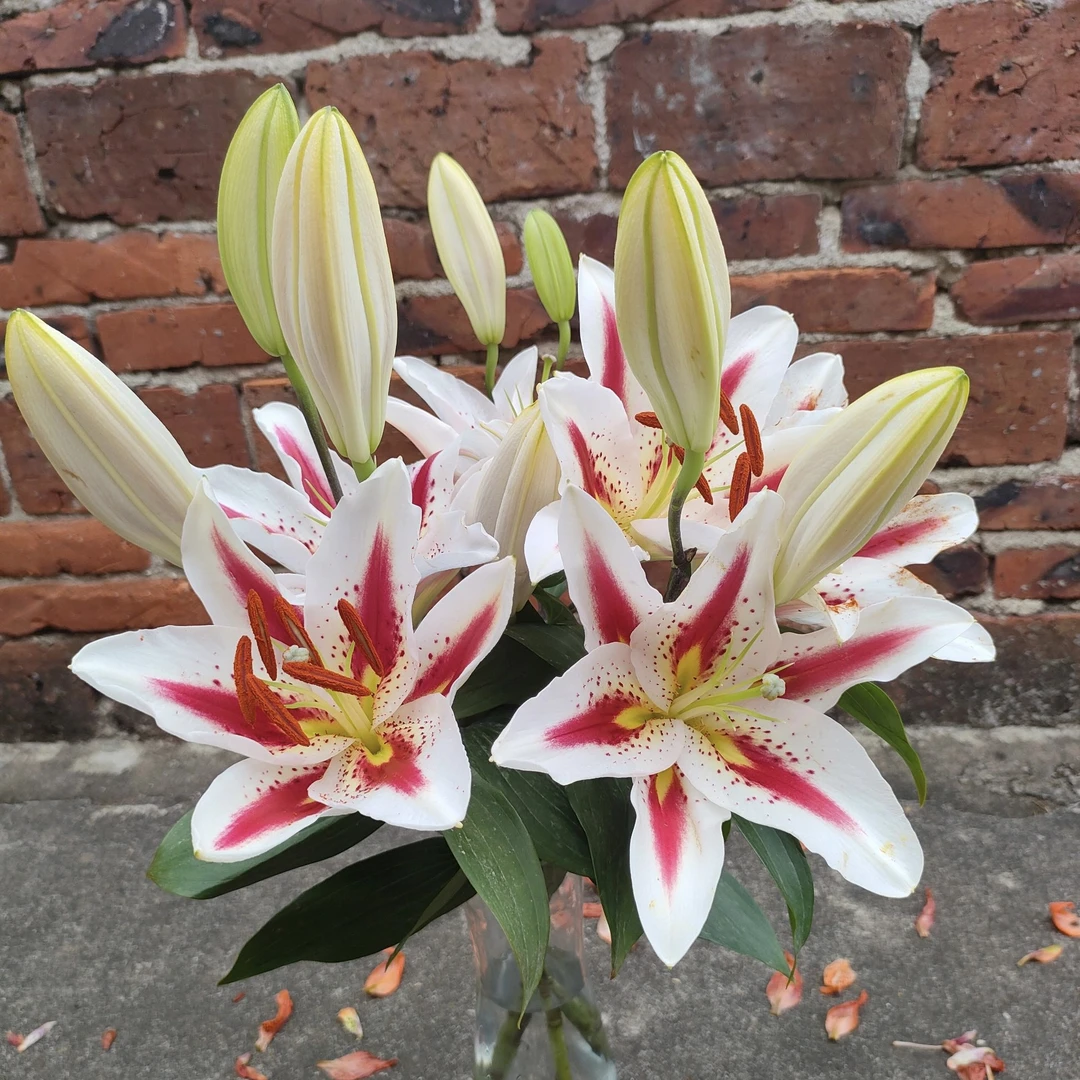 笑脸百合鲜花香水百合有香味水养百合鲜花