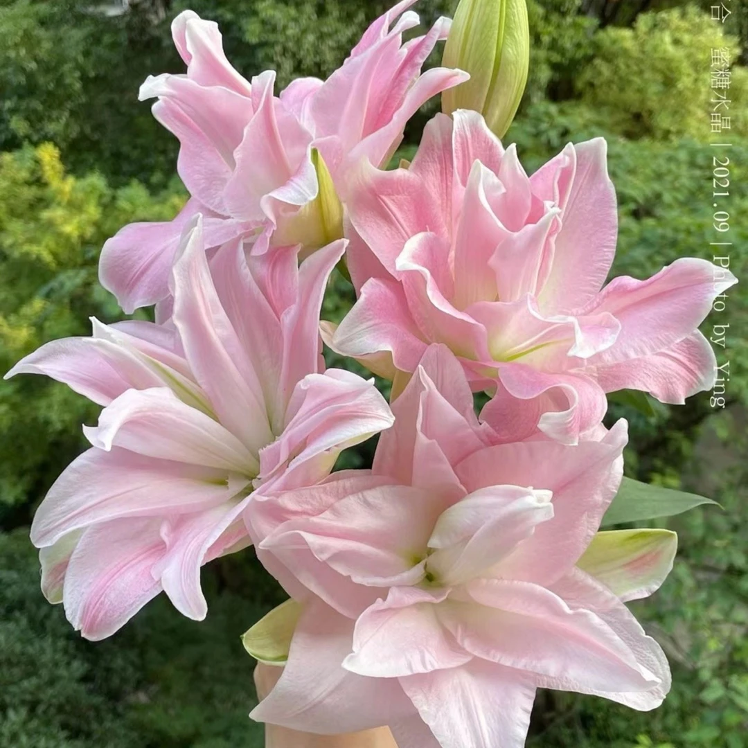 贵妃重瓣百合蜜糖水晶浅粉渐变色果香味水培鲜花