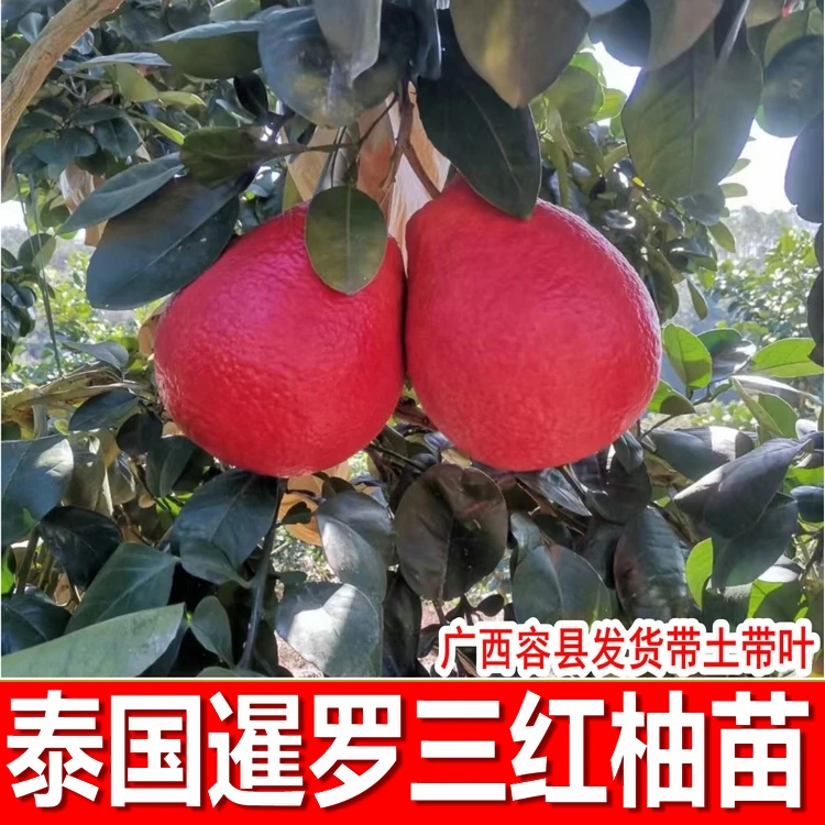 泰国暹罗三红柚苗香水红柚嫁接苗新品种柚子树苗