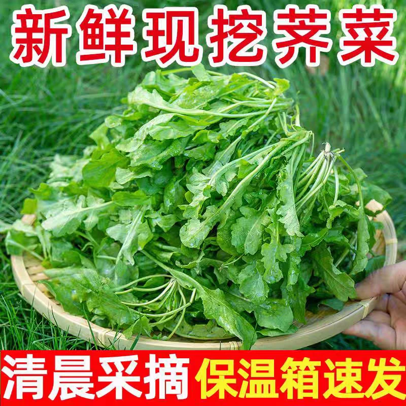 【新鲜采摘】地头现挖荠菜农家野菜现摘荠菜包包子饺子应季蔬菜4斤