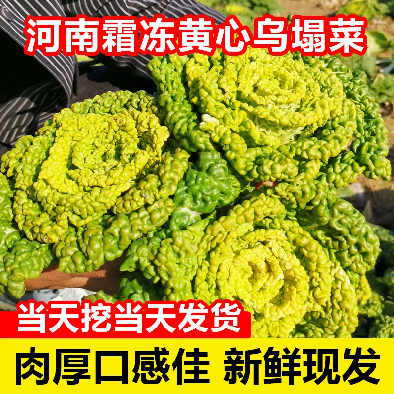 【精品挑选】黄心菜新鲜现摘农家蔬菜露天霜冻矮脚青菜油菜塌菜白菜
