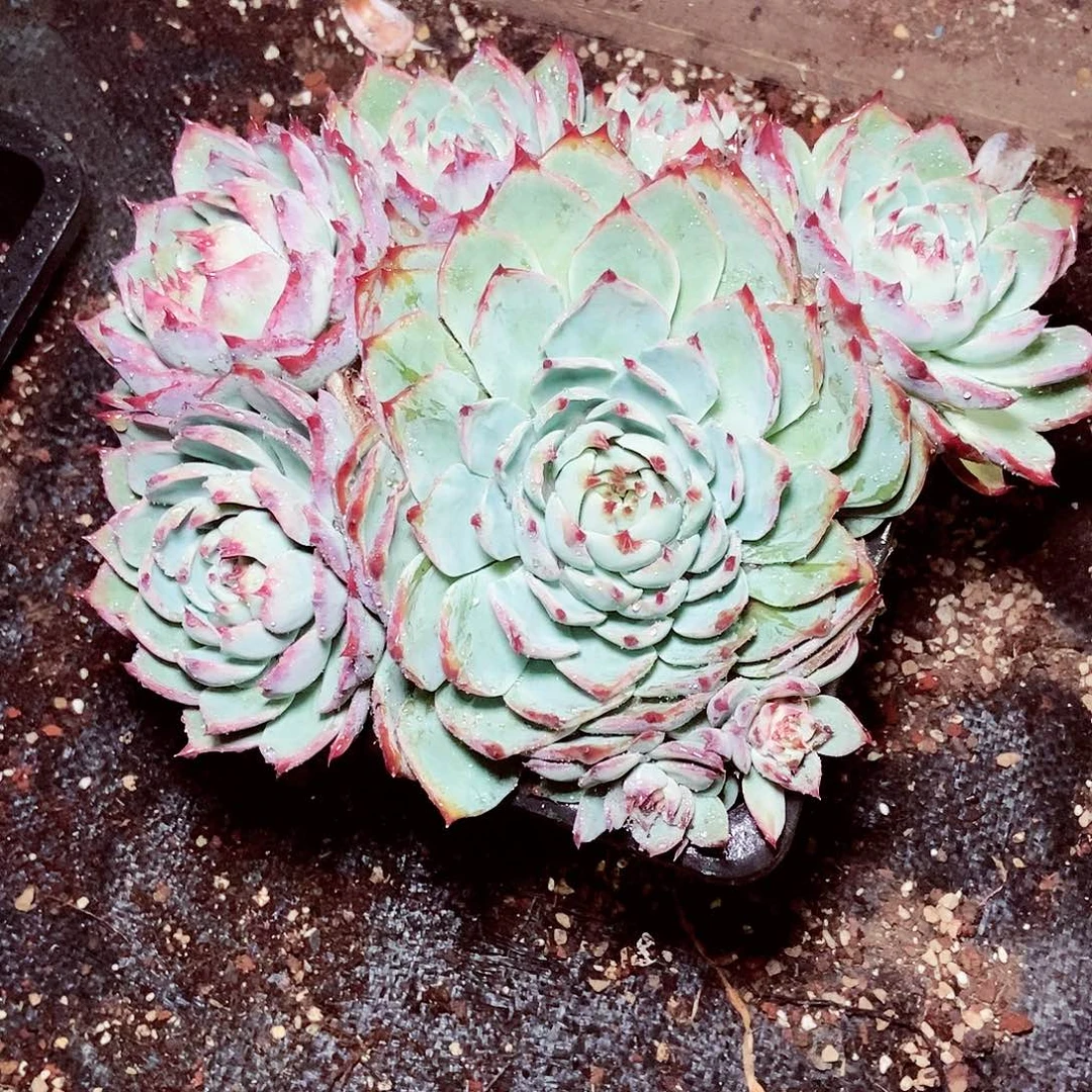 凉一物一拍惊鸿仙子