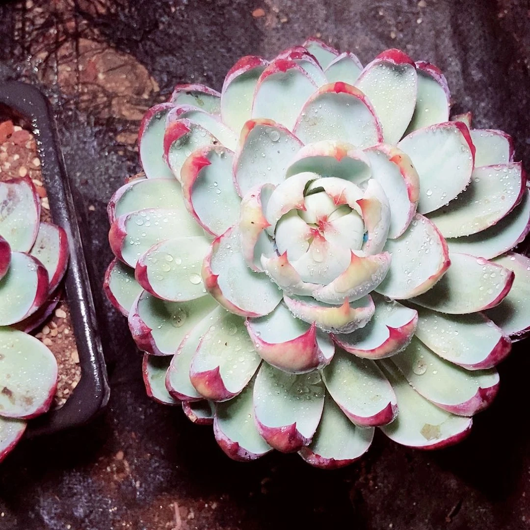 用****2一物一拍惊鸿仙子