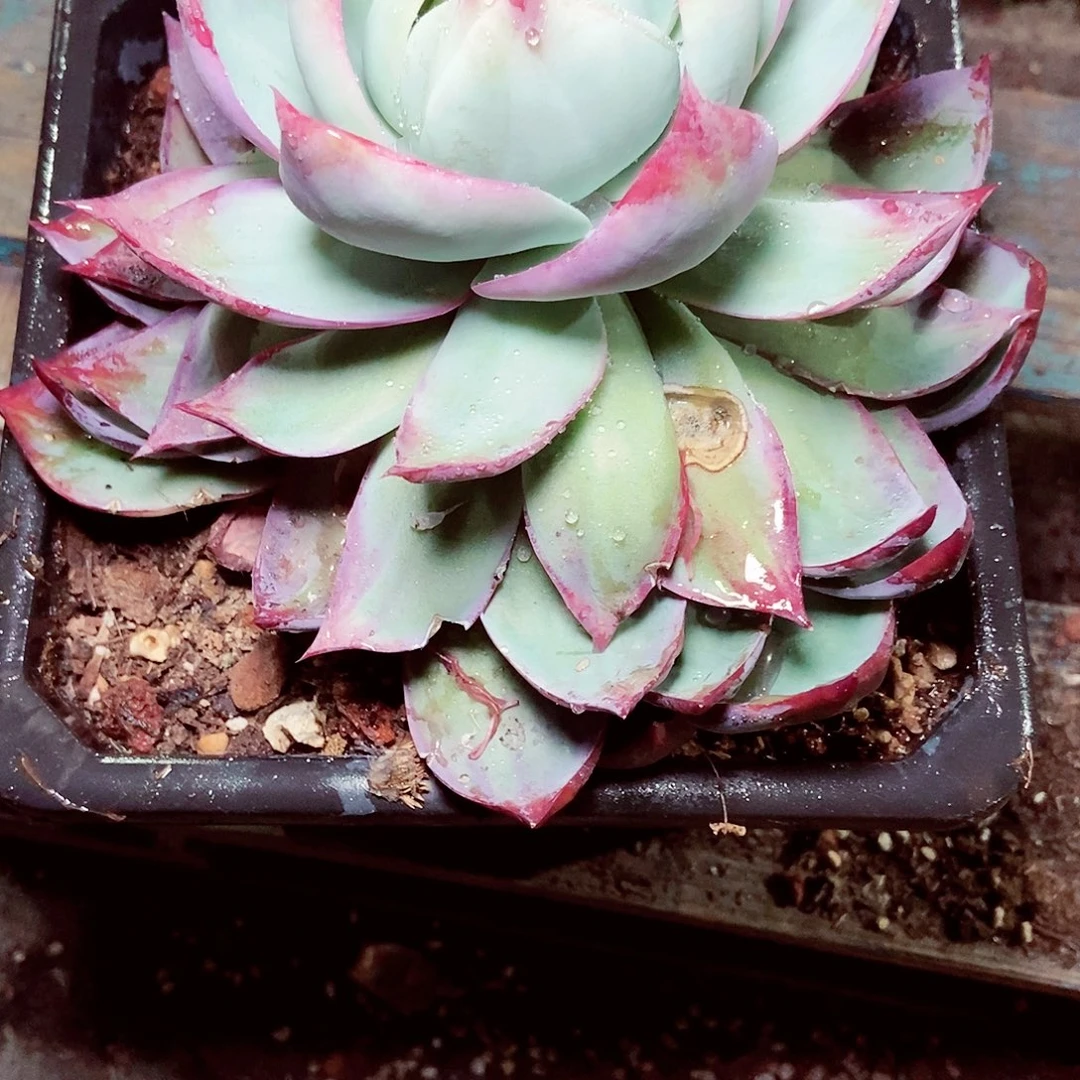 ?****?有蜗牛印惊鸿仙子一物一拍