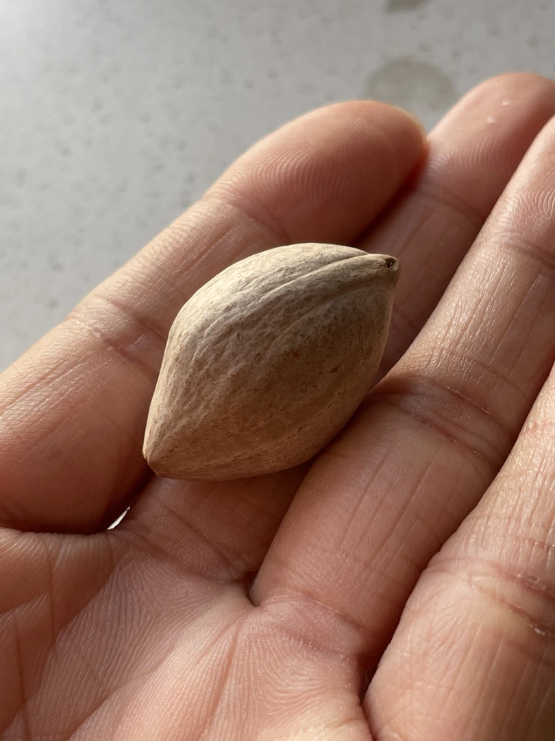 通用链接500元专拍（核雕