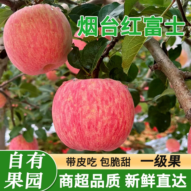 【烟台红富士苹果】酥脆香甜皮薄多汁新鲜采摘原产地直发甜脆好吃