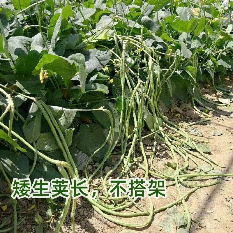 【无架豇豆种子】豆角种子不搭架豇豆种子菜园盆栽蔬菜